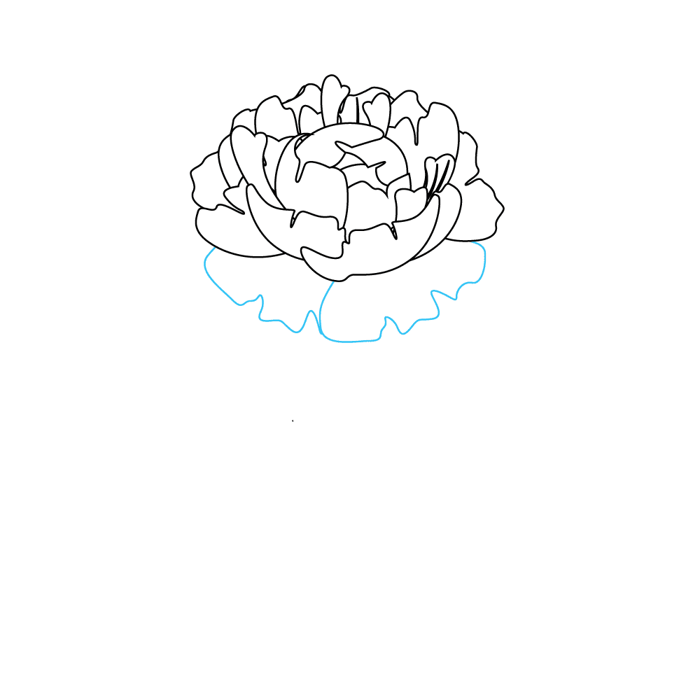 How to Draw Peonies Step by Step Step  7