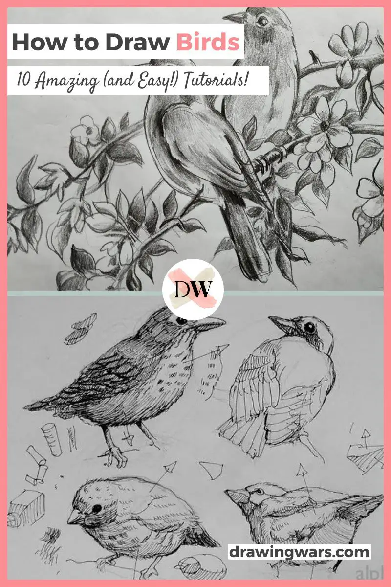 How To Draw Birds: 10 Amazing and Easy Tutorials! Thumbnail