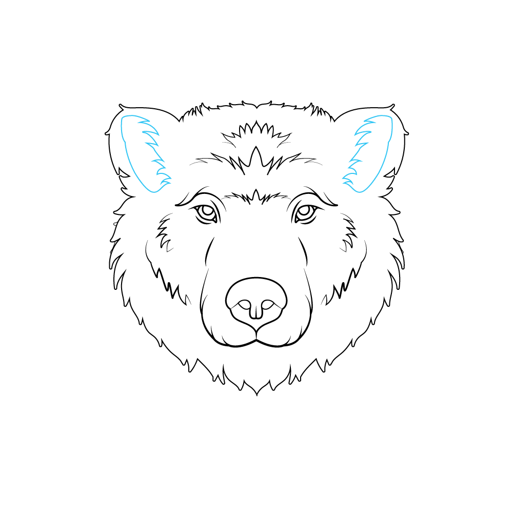 How to Draw A Bear Face Step by Step Step  8