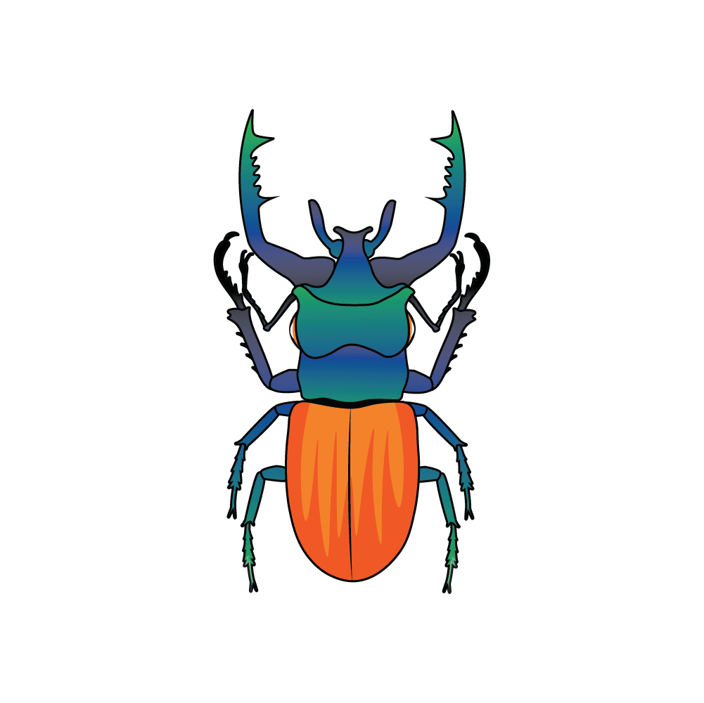 How to Draw A Beetle Step by Step Step  10