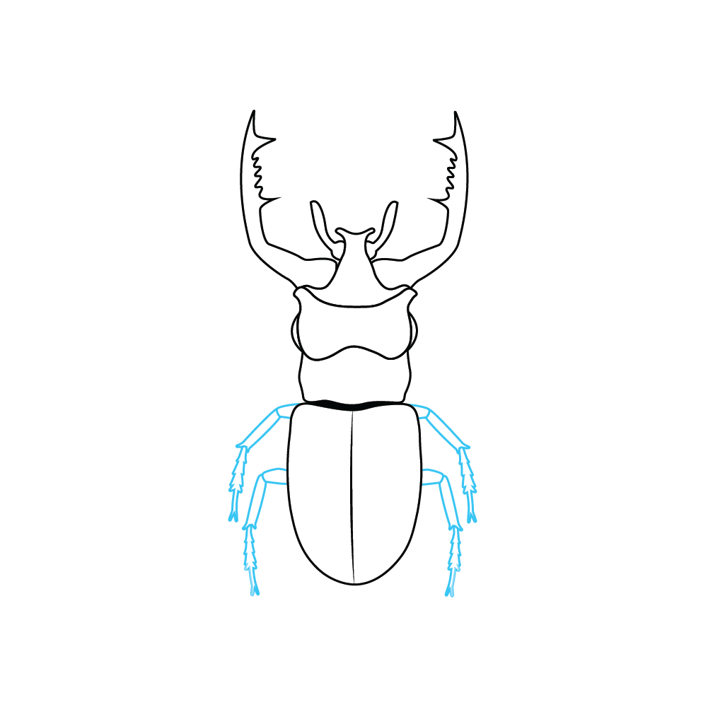 How to Draw A Beetle Step by Step Step  6