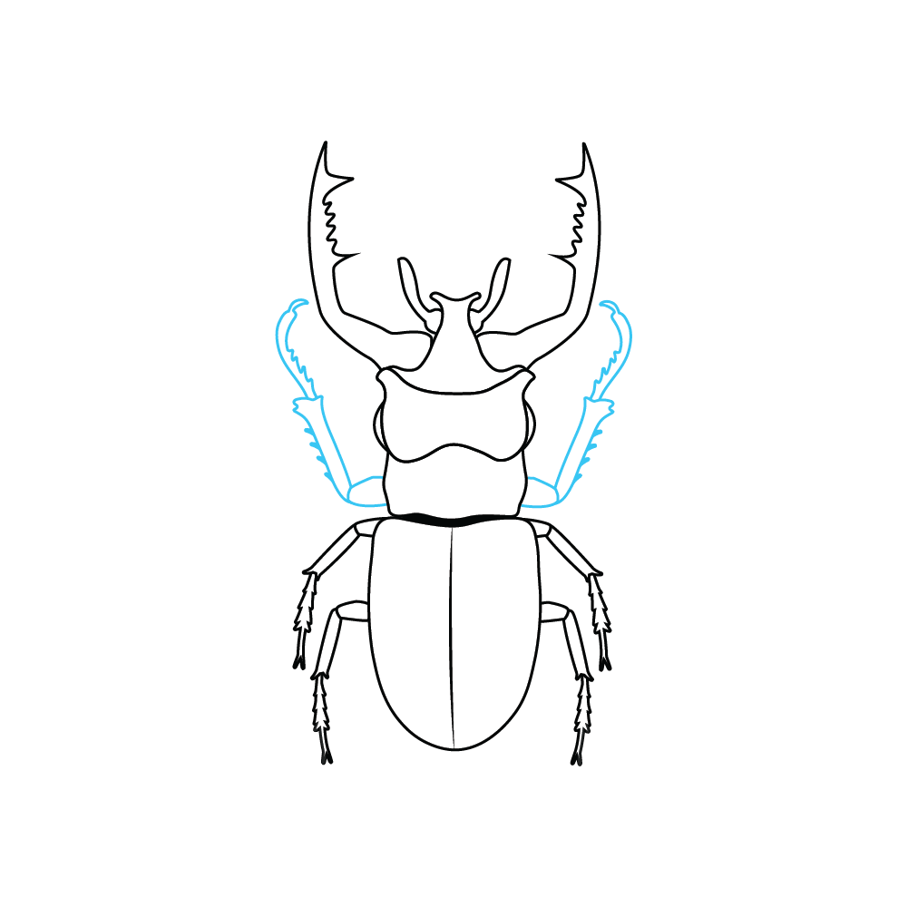 How to Draw A Beetle Step by Step Step  7
