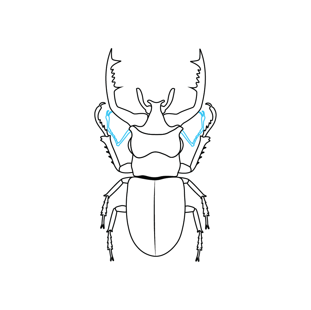 How to Draw A Beetle Step by Step Step  8
