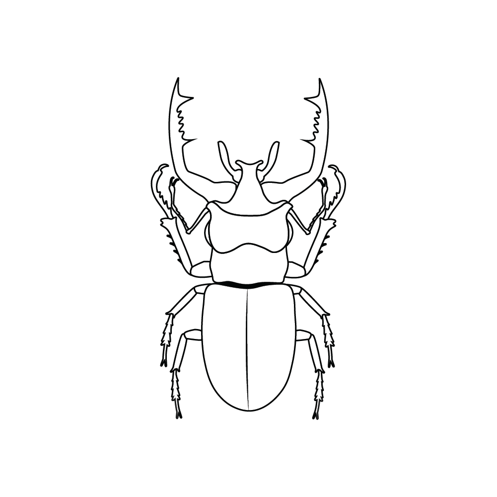 How to Draw A Beetle Step by Step Step  9