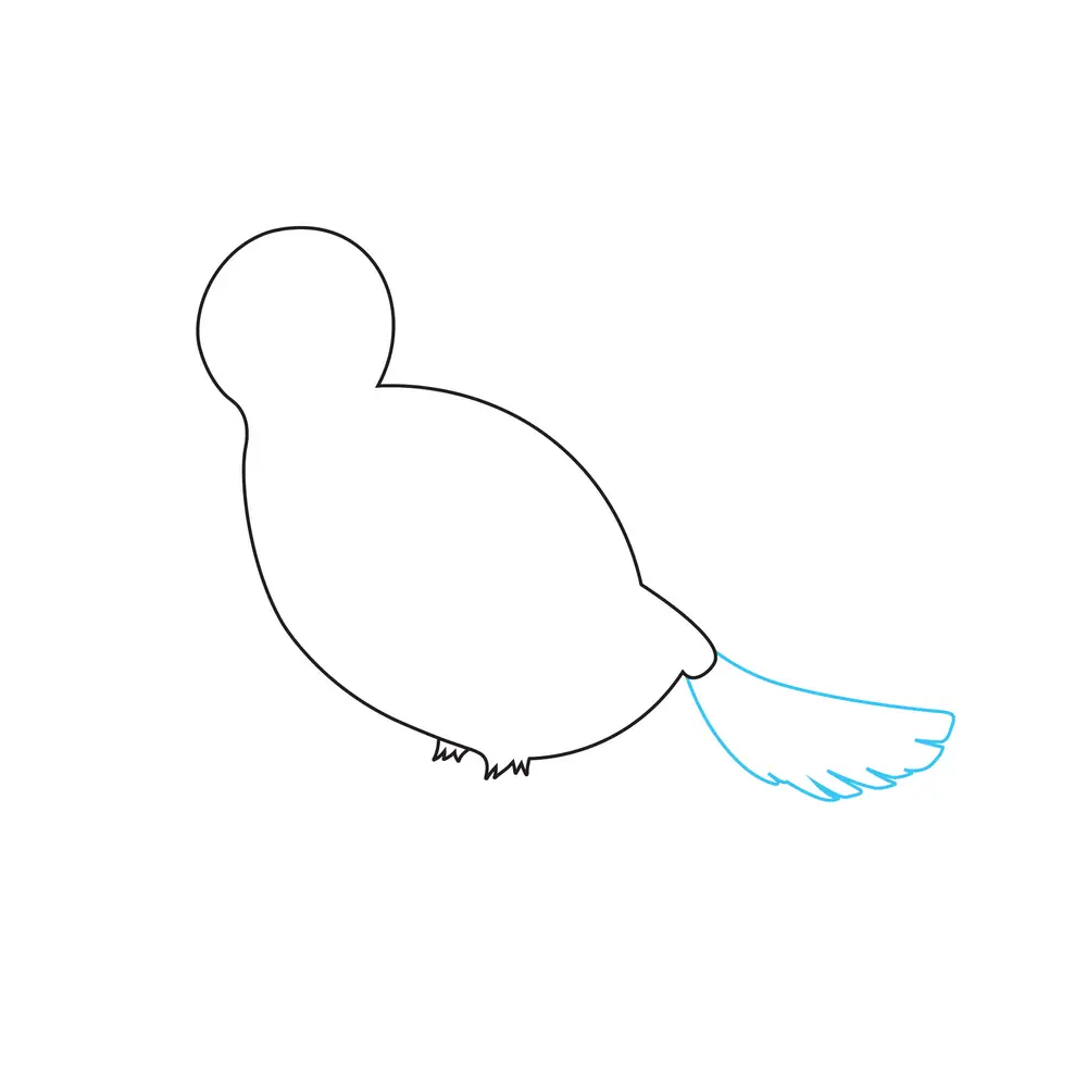 How to Draw A Bird Step by Step Step  3