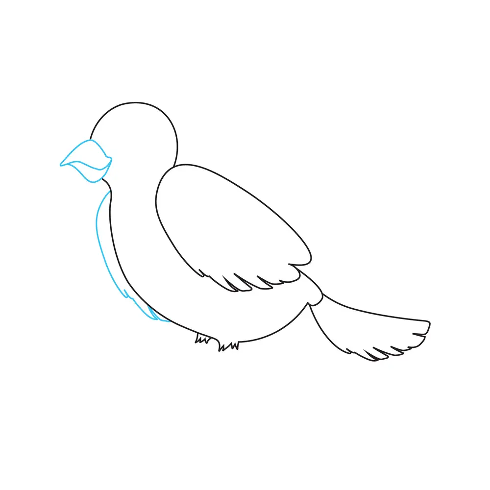 How to Draw A Bird Step by Step Step  5