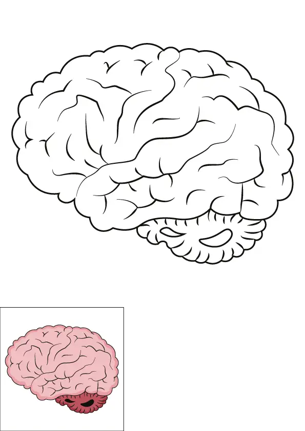 How to Draw A Brain Step by Step Printable Color
