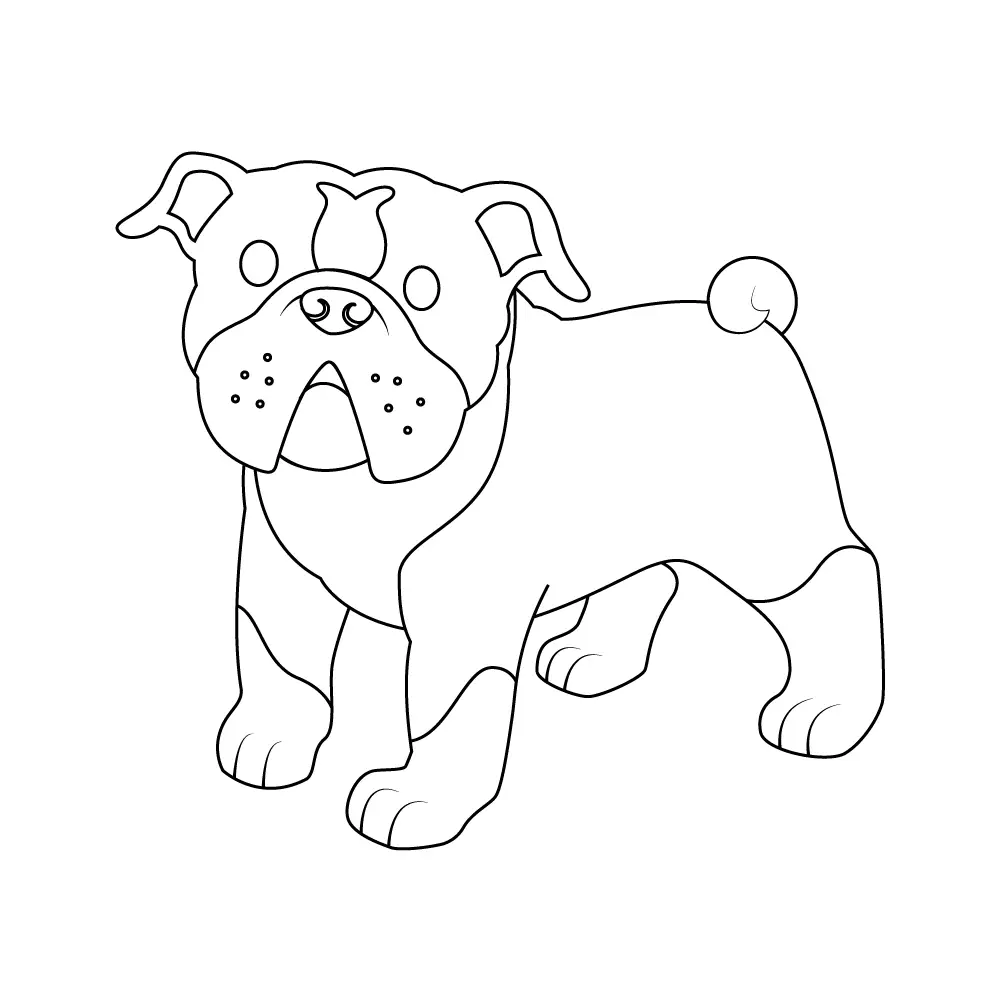 How to Draw A Bulldog Step by Step Step  10