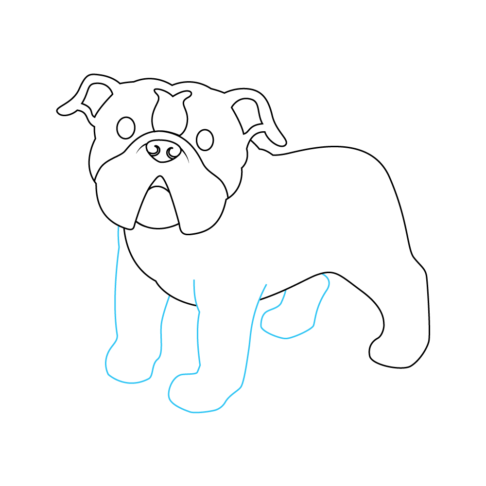 How to Draw A Bulldog Step by Step Step  7