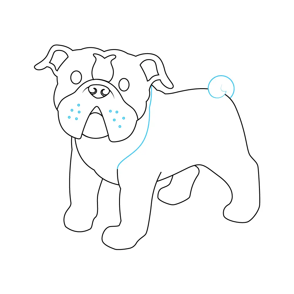 How to Draw A Bulldog Step by Step Step  8