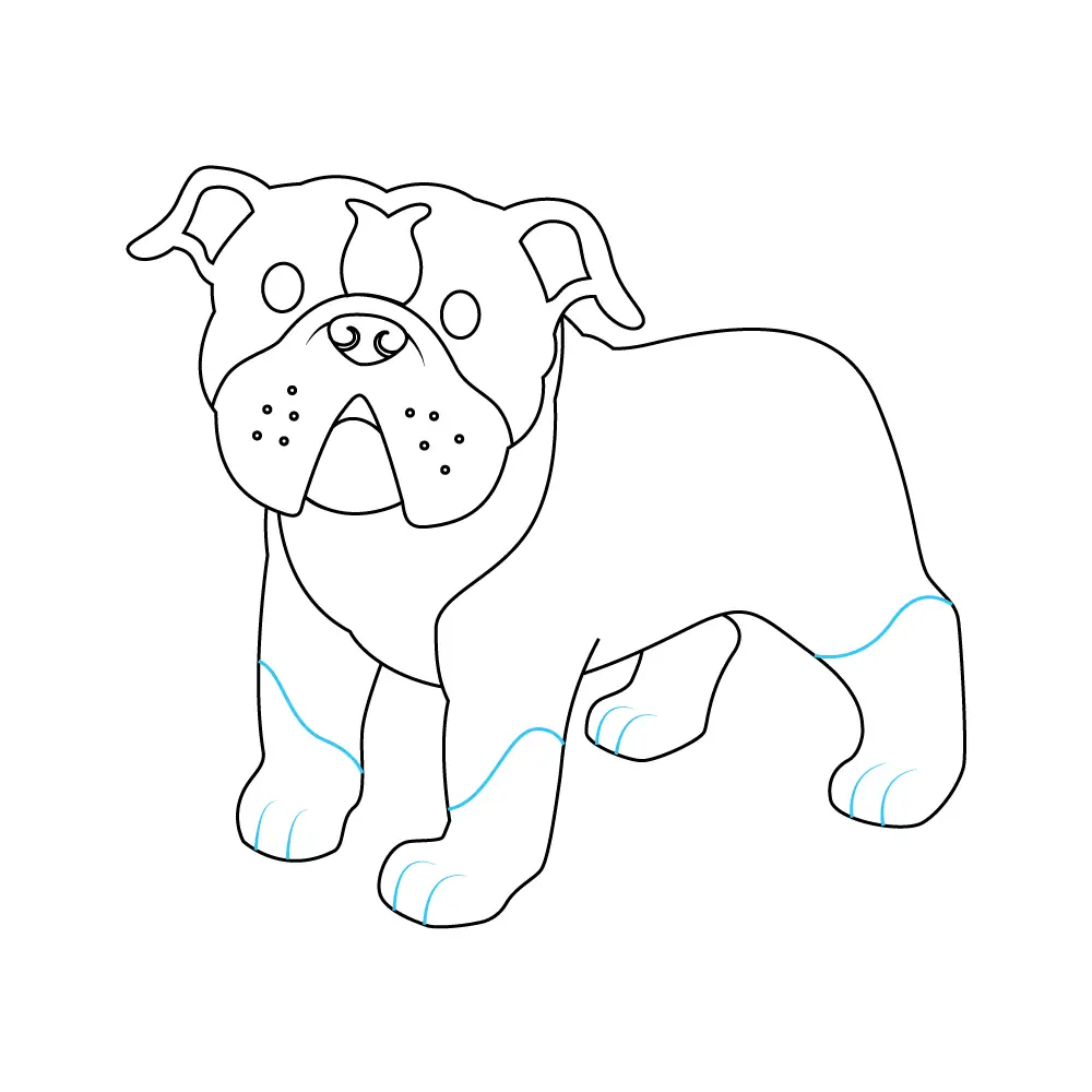 How to Draw A Bulldog Step by Step Step  9