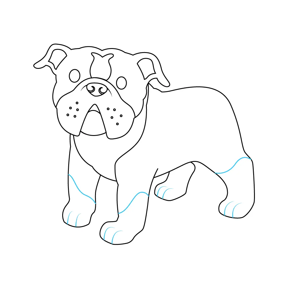 How to Draw A Bulldog Step by Step