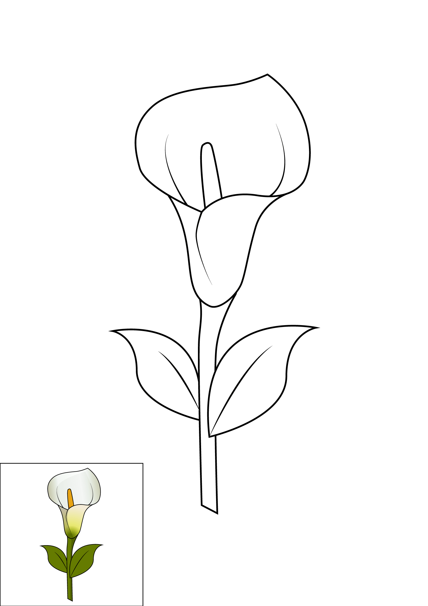 How to Draw A Calla Lily Step by Step Printable Color
