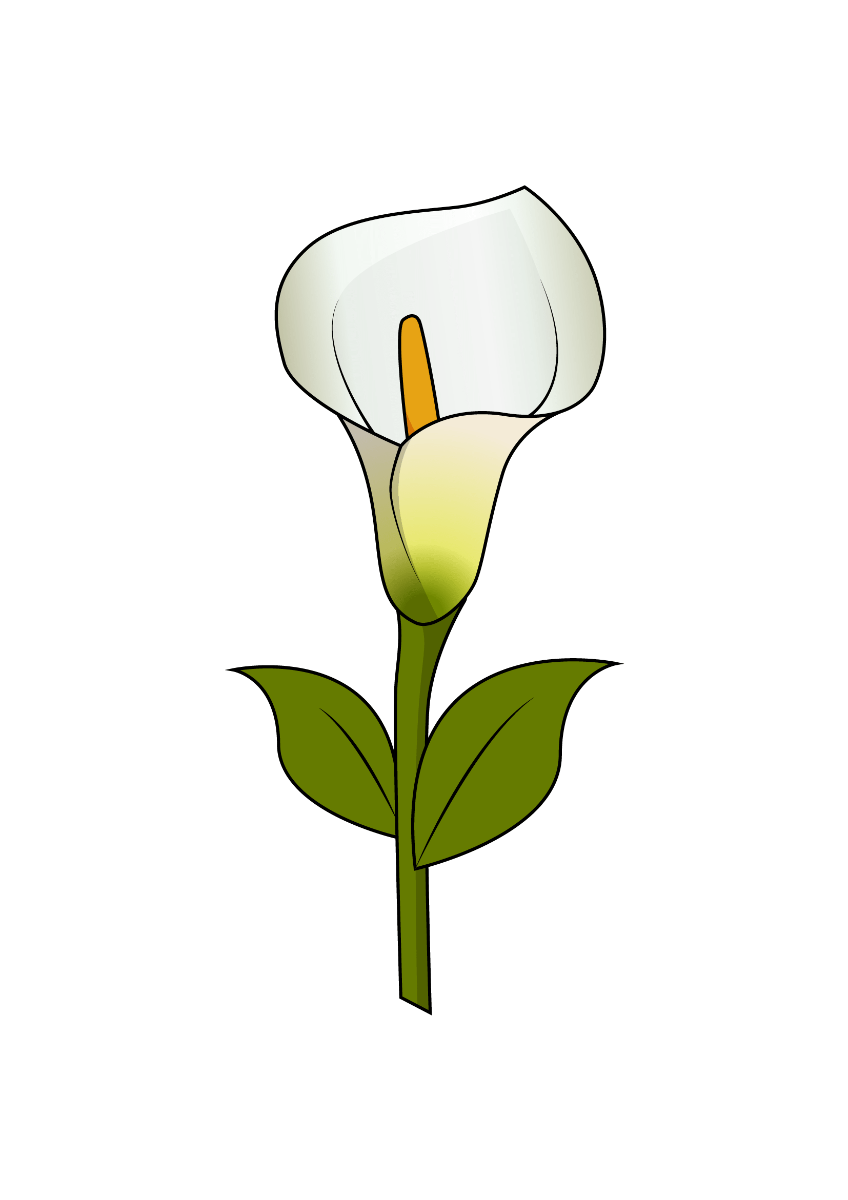How to Draw A Calla Lily Step by Step Printable