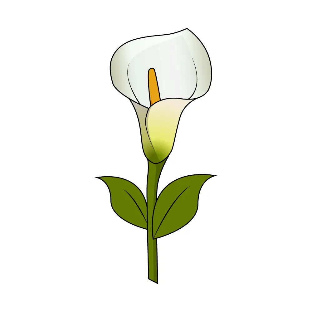 How to Draw A Calla Lily Step by Step Step  10