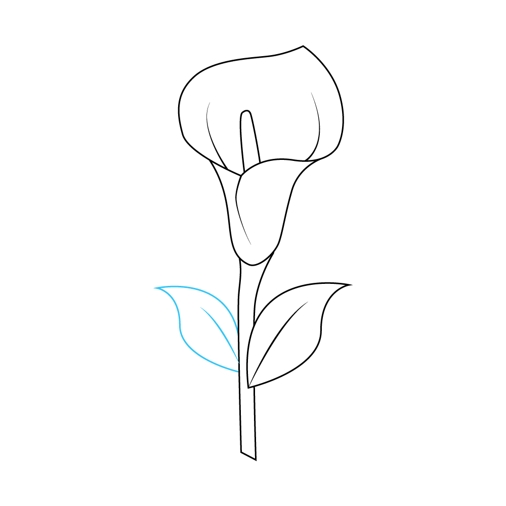 How to Draw A Calla Lily Step by Step Step  8