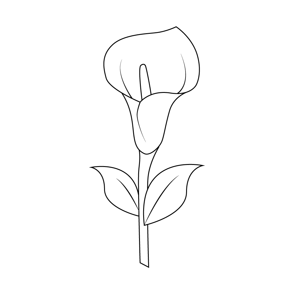 How to Draw A Calla Lily Step by Step Step  9