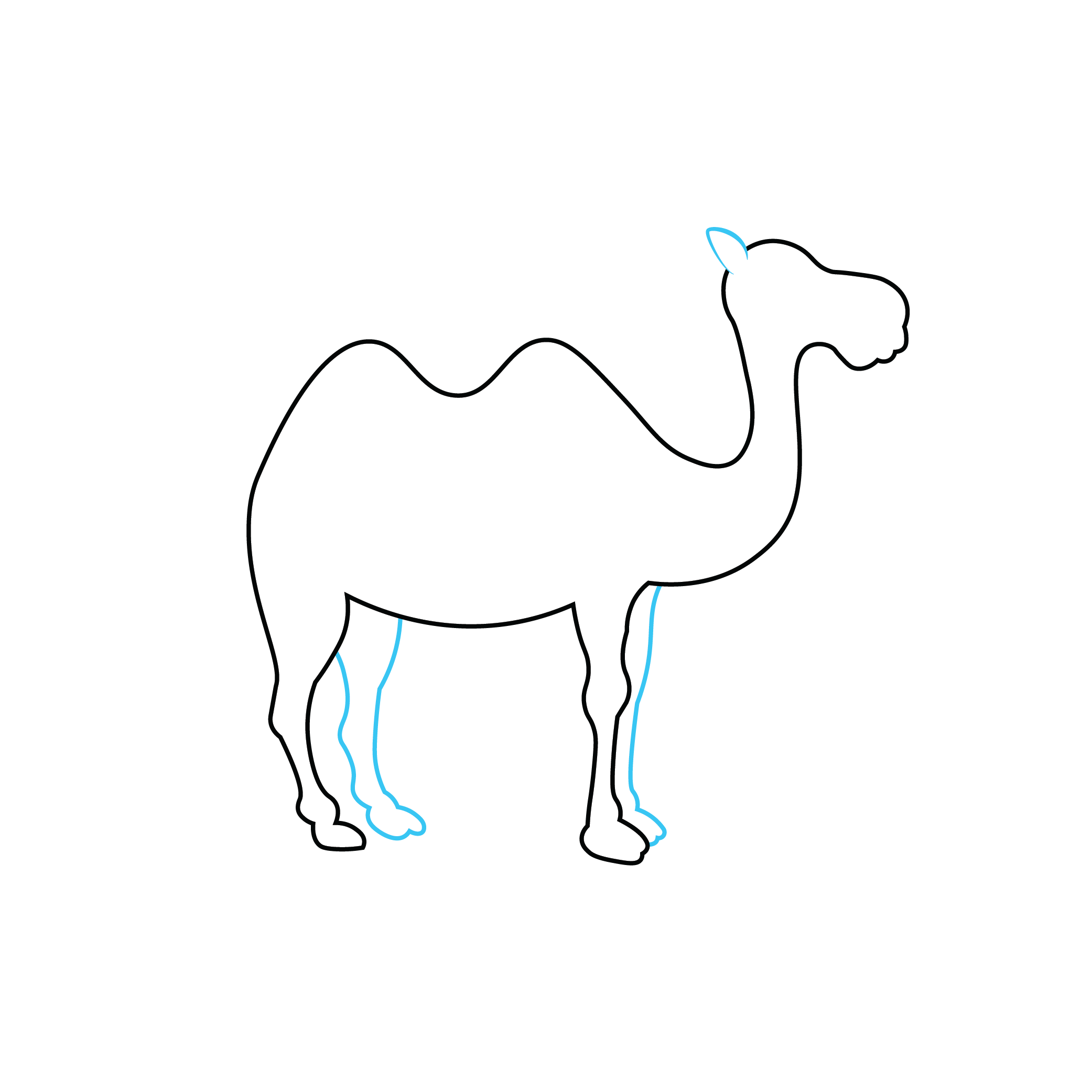 How to Draw A Camel Step by Step Step  4
