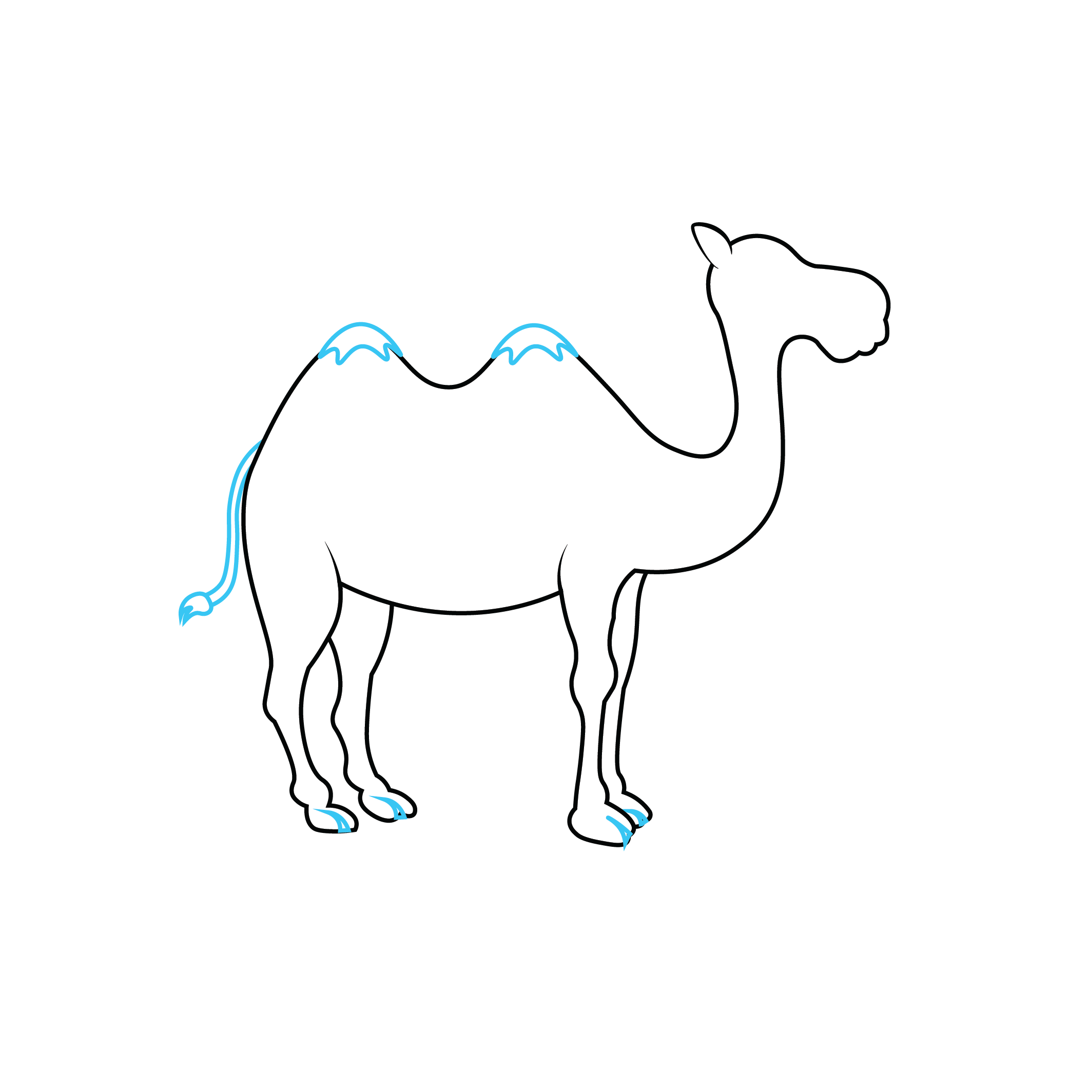 How to Draw A Camel Step by Step Step  5