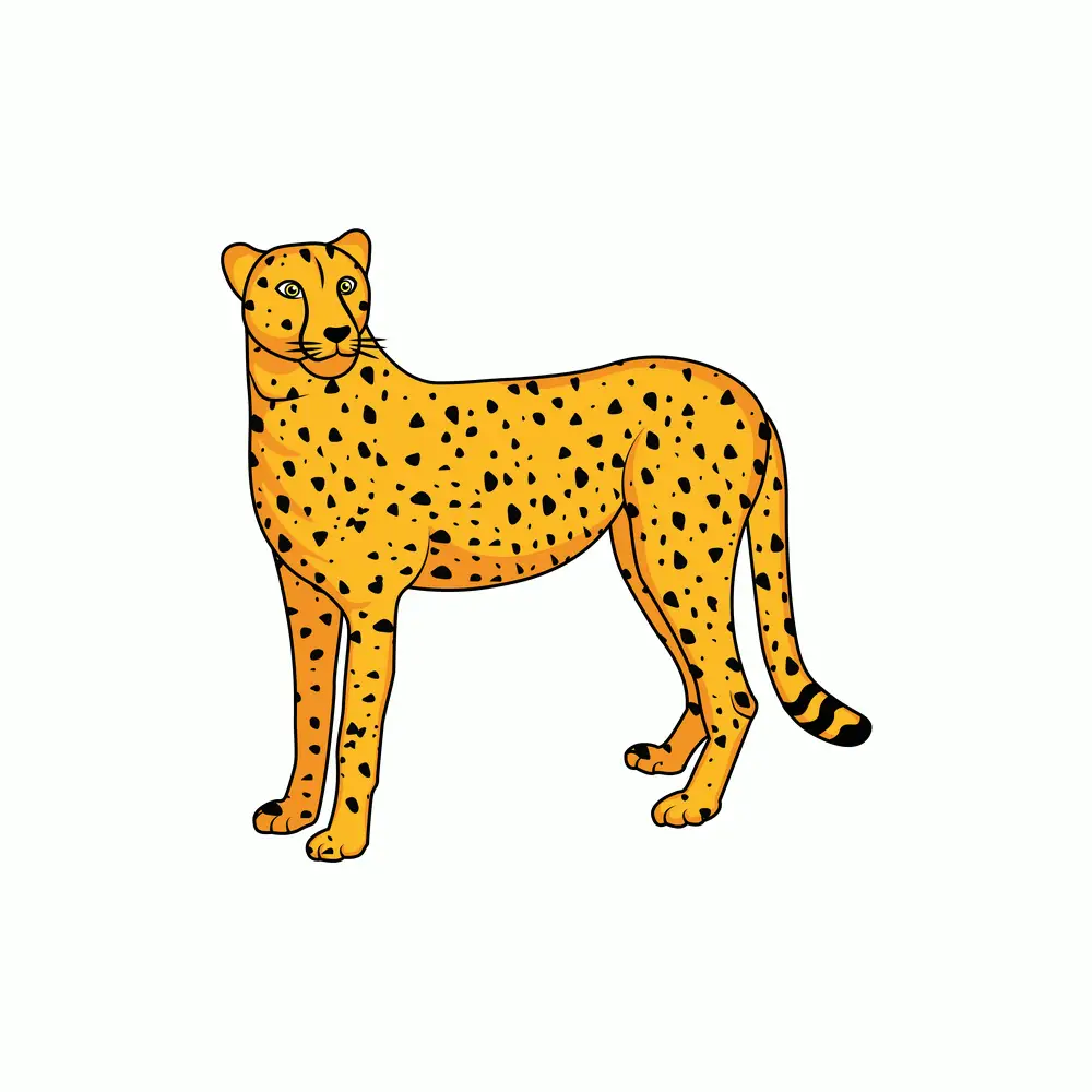 How to Draw A Cheetah Step by Step Step  10