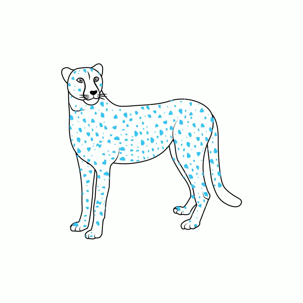 How to Draw A Cheetah Step by Step Step  7