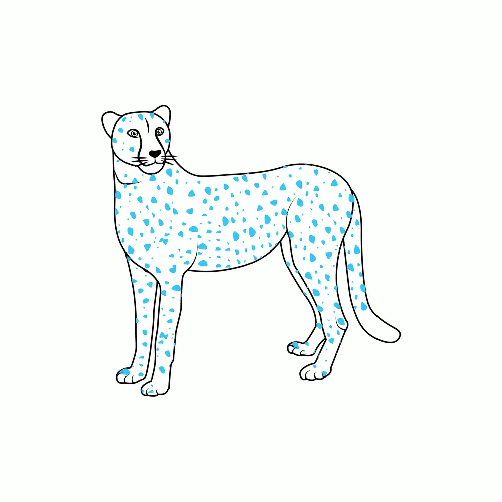 How to Draw A Cheetah Step by Step