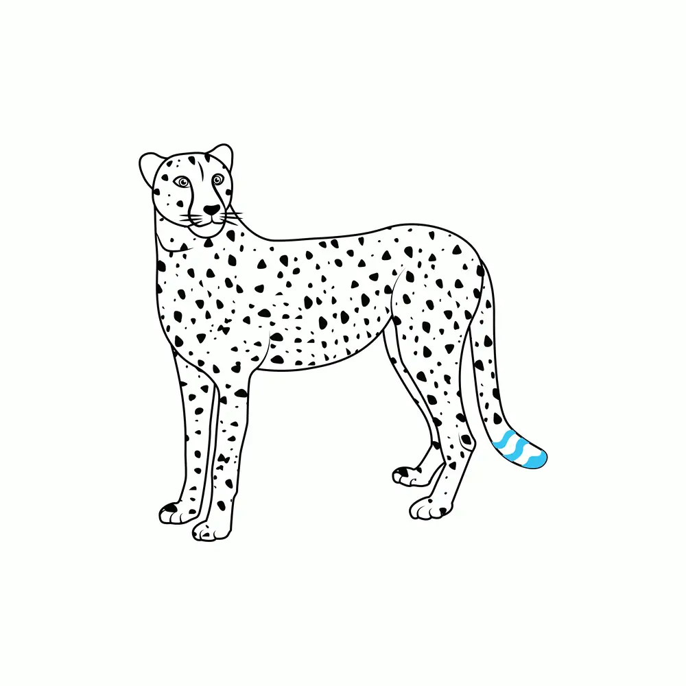 How to Draw A Cheetah Step by Step Step  8