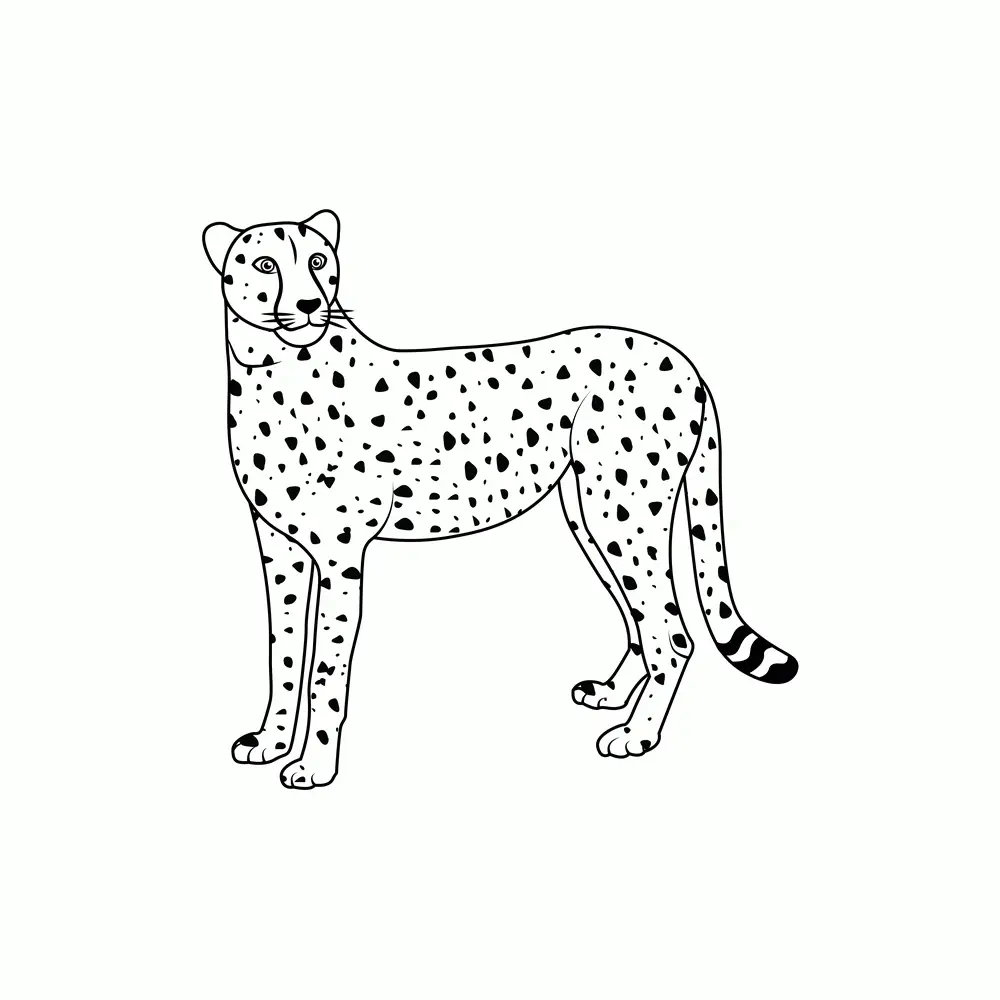 How to Draw A Cheetah Step by Step Step  9