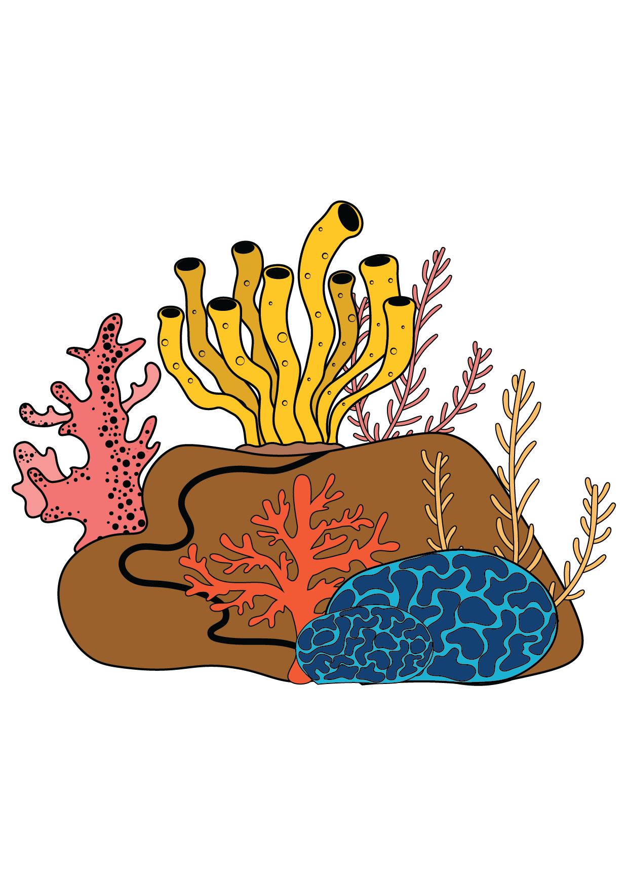 How to Draw A Coral Step by Step Printable