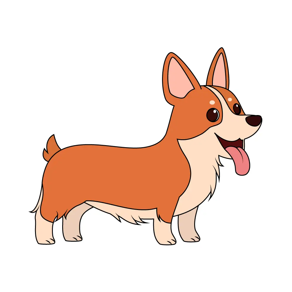 How to Draw A Corgi Step by Step Step  11