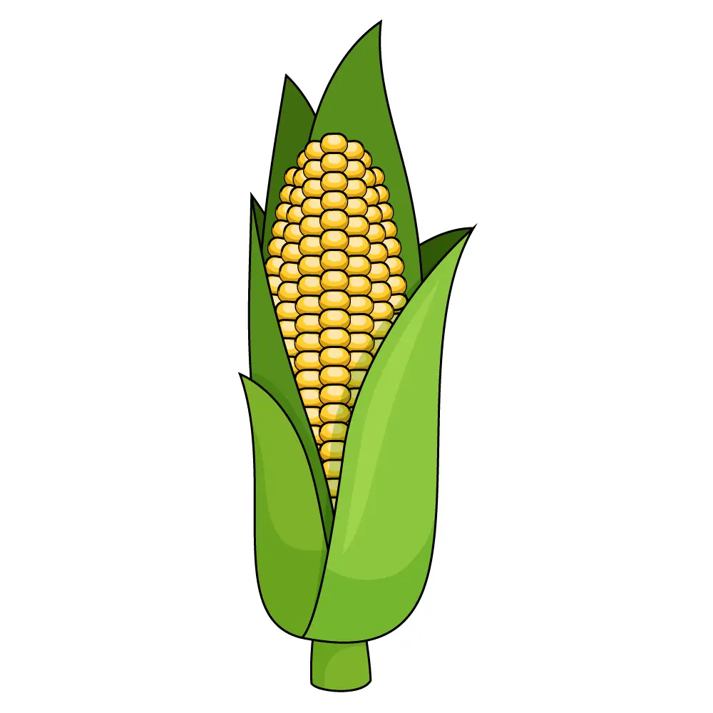 How to Draw A Corn Step by Step Step  12