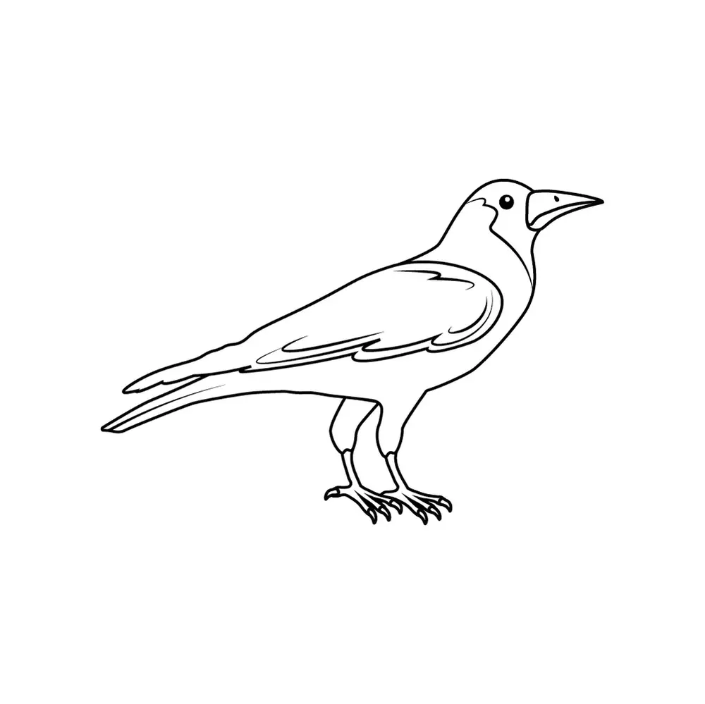 How to Draw A Crow Step by Step Step  9