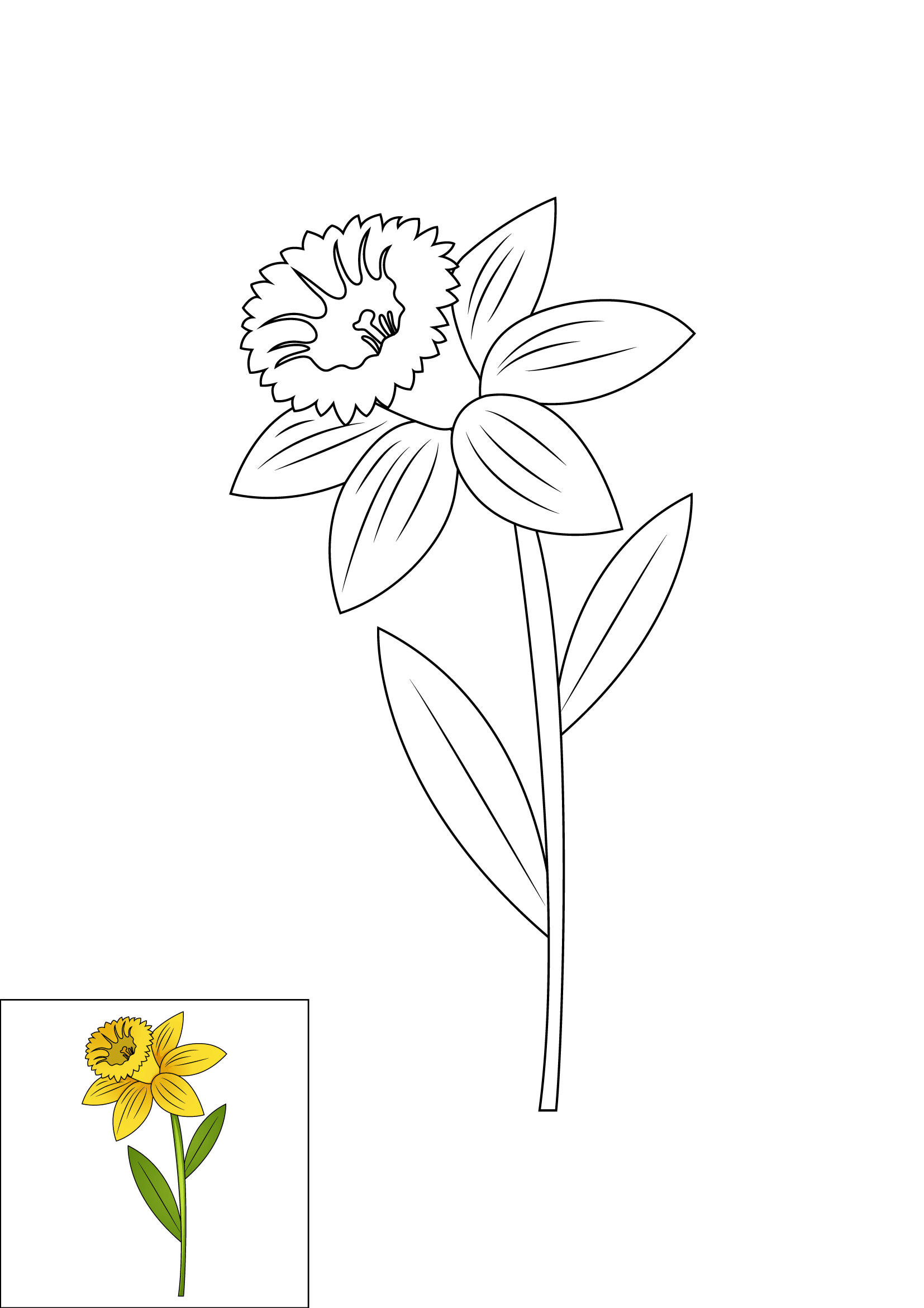 How to Draw A Daffodil Step by Step Printable Color