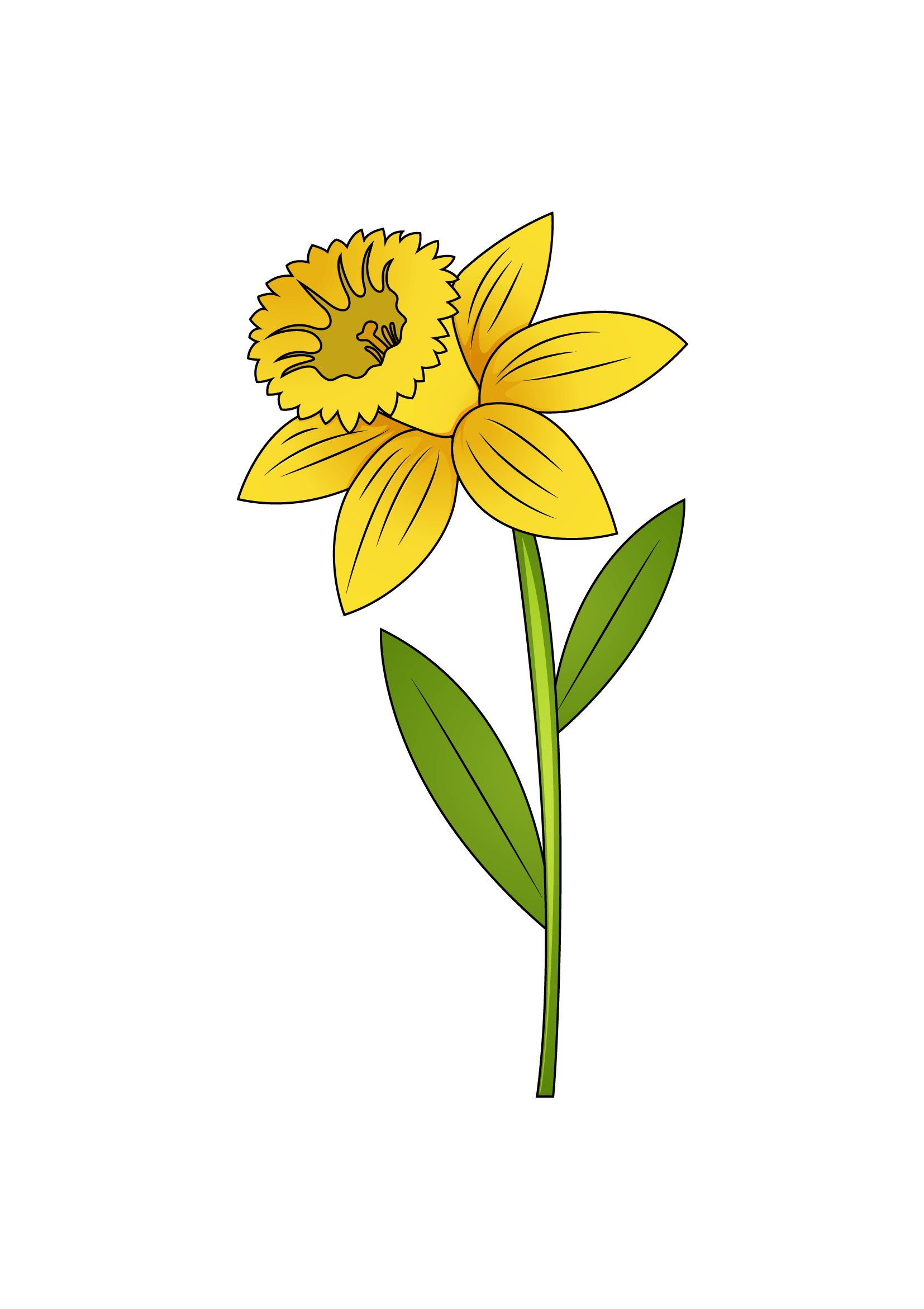 How to Draw A Daffodil Step by Step Printable