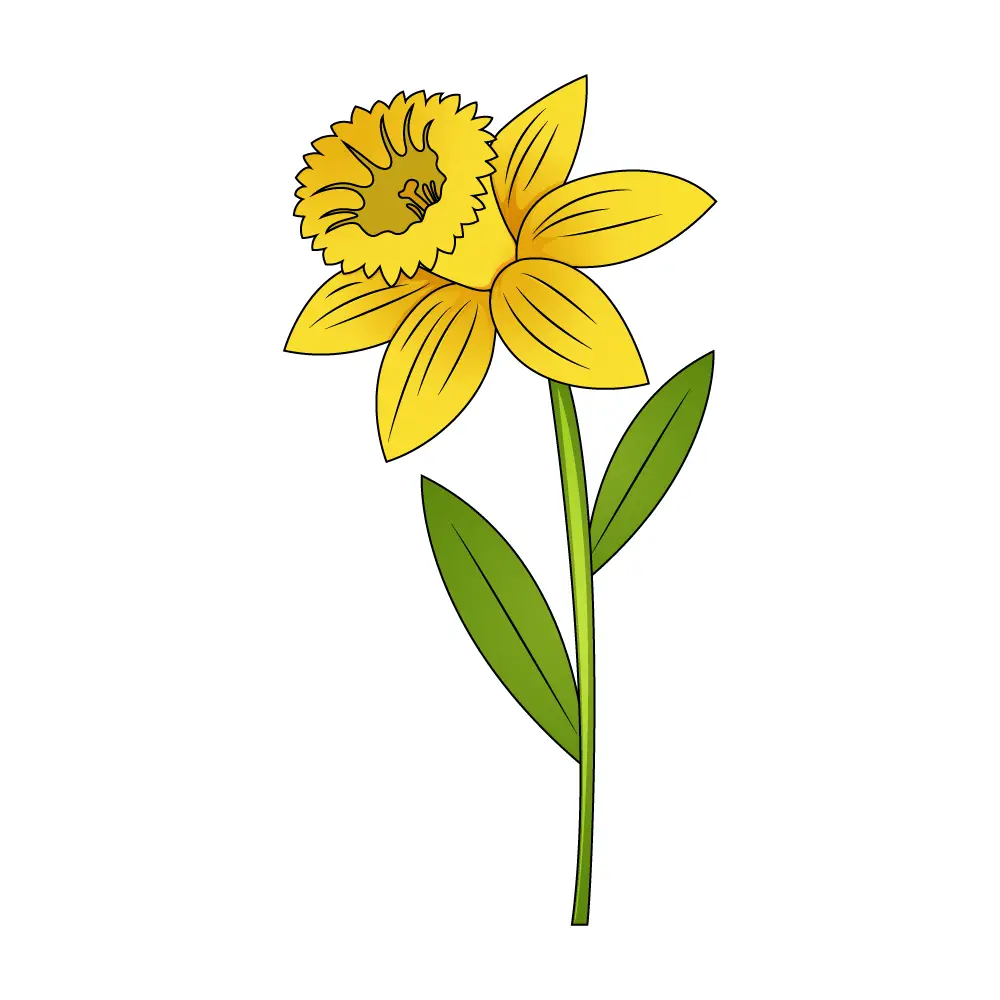 How to Draw A Daffodil Step by Step