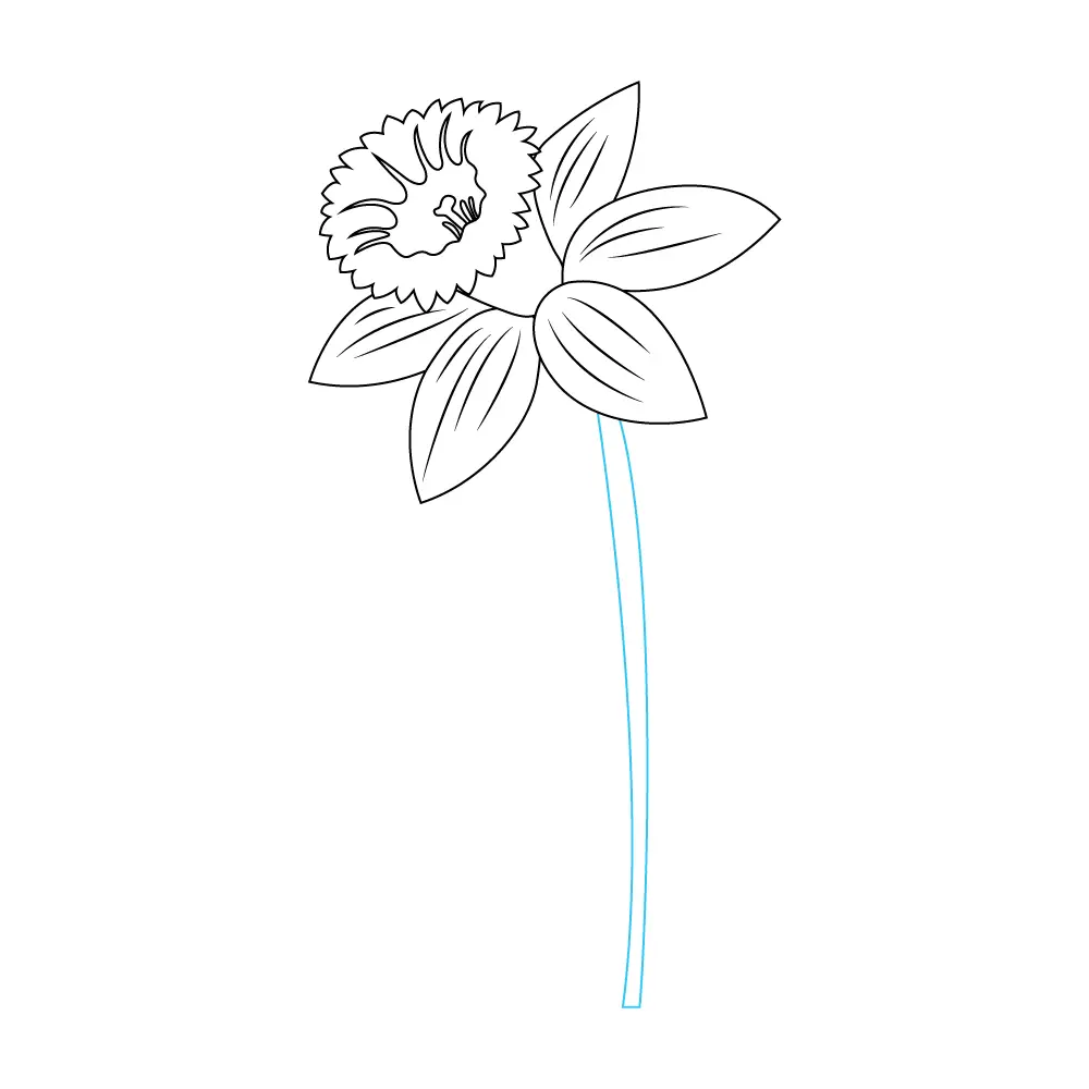 How to Draw A Daffodil Step by Step Step  7
