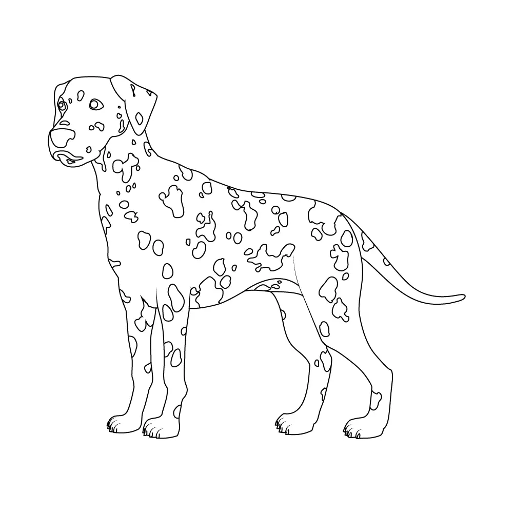 How to Draw A Dalmatian Step by Step