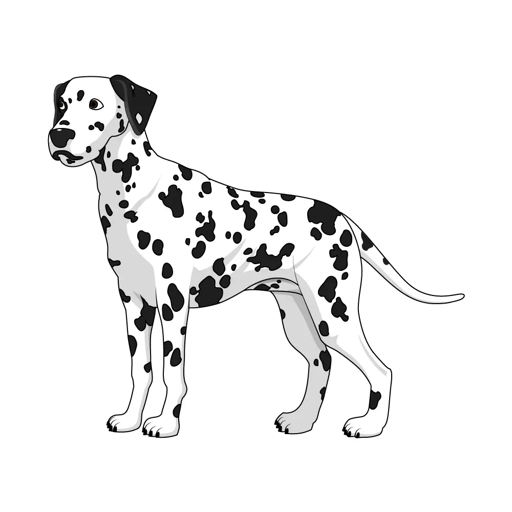 How to Draw A Dalmatian Step by Step Step  12