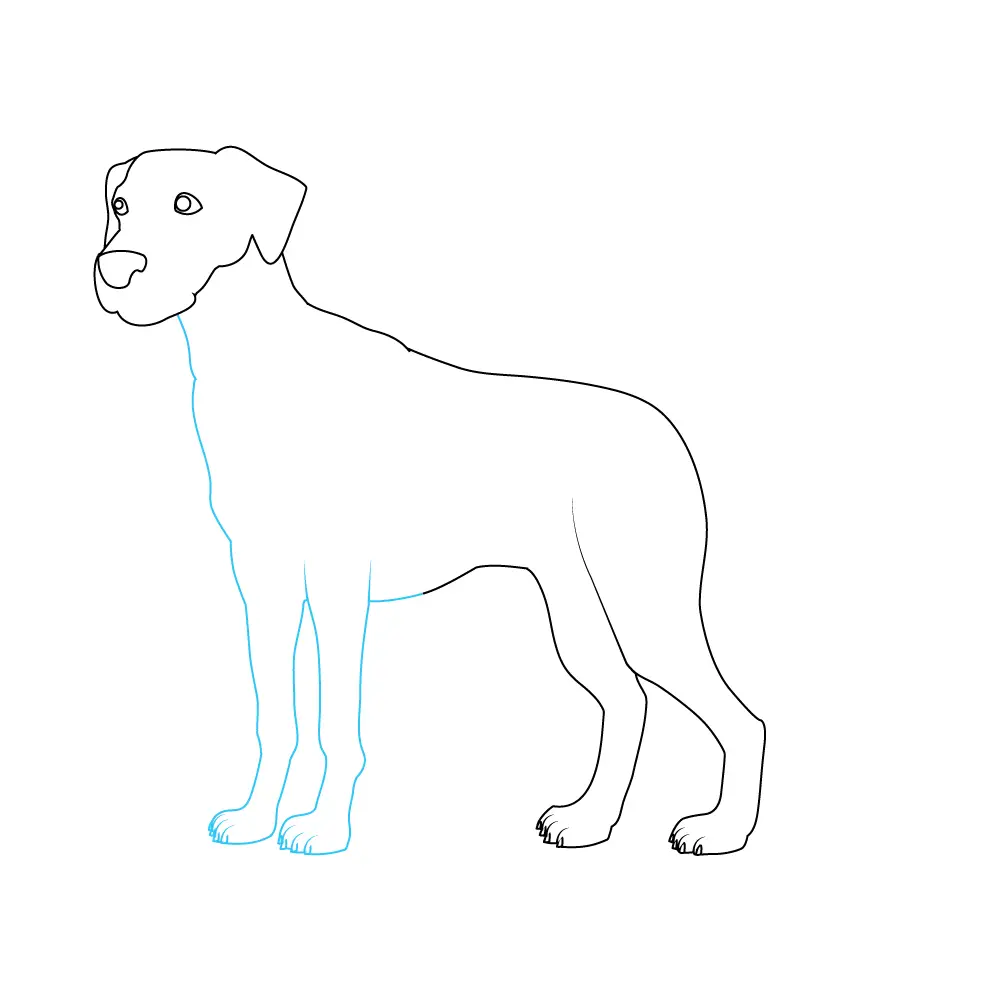 How to Draw A Dalmatian Step by Step Step  5