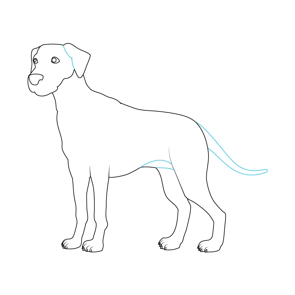 How to Draw A Dalmatian Step by Step Step  6