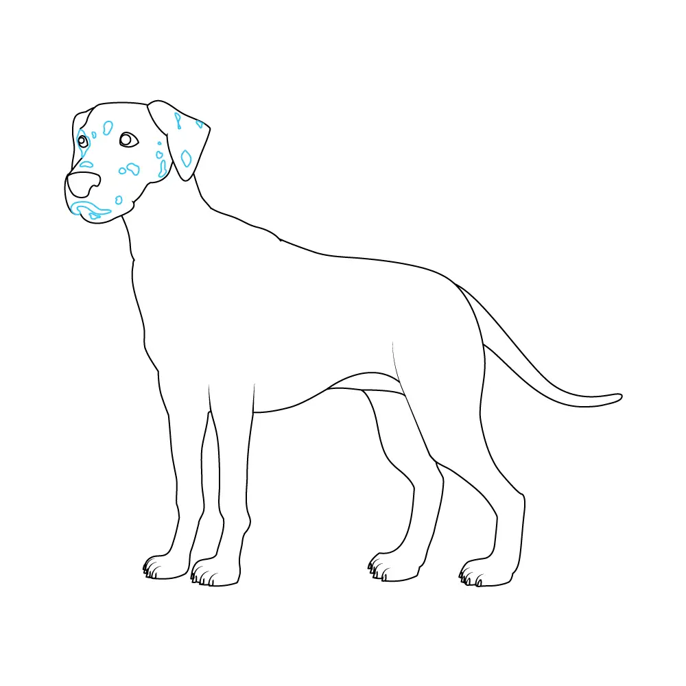 How to Draw A Dalmatian Step by Step Step  7