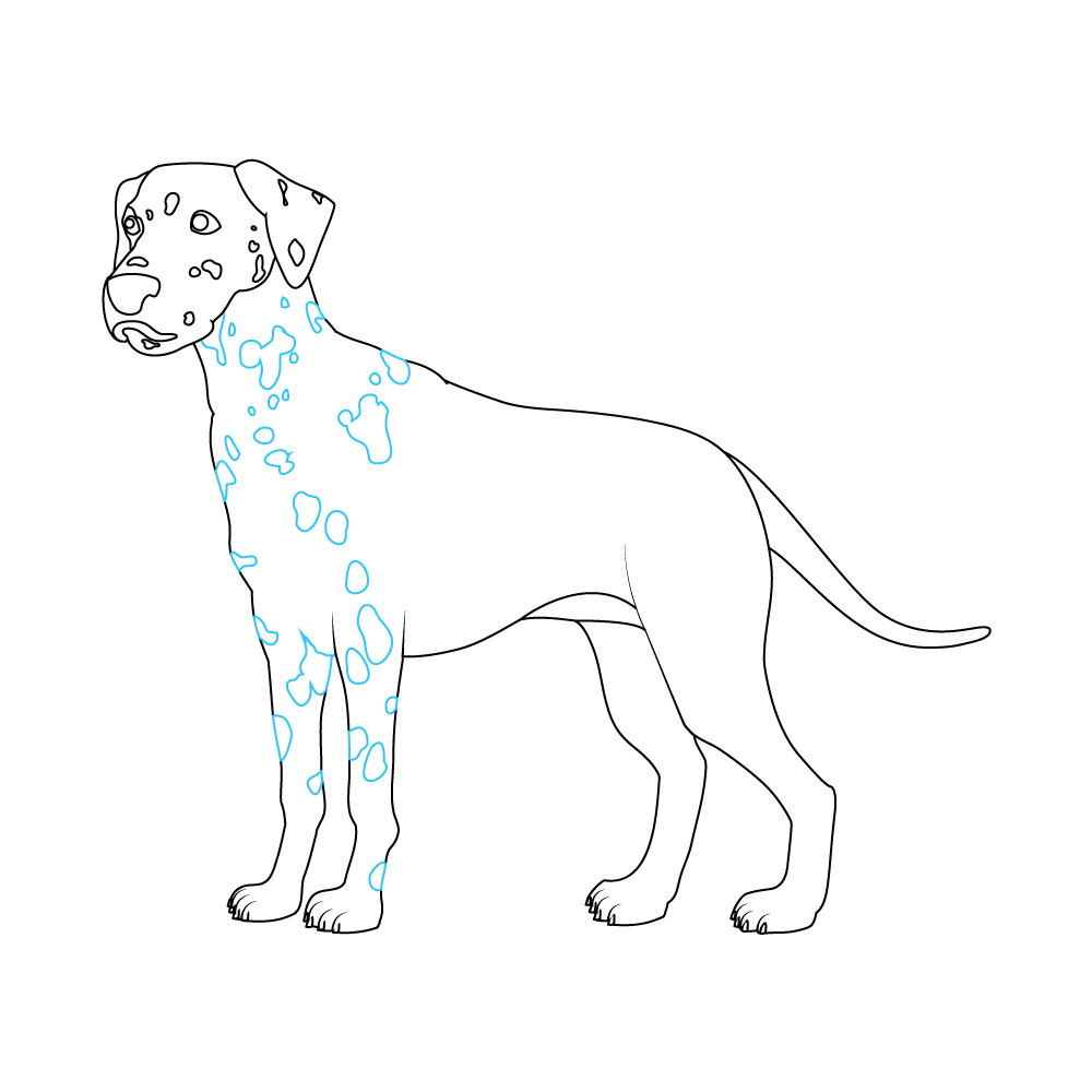 How to Draw A Dalmatian Step by Step Step  8