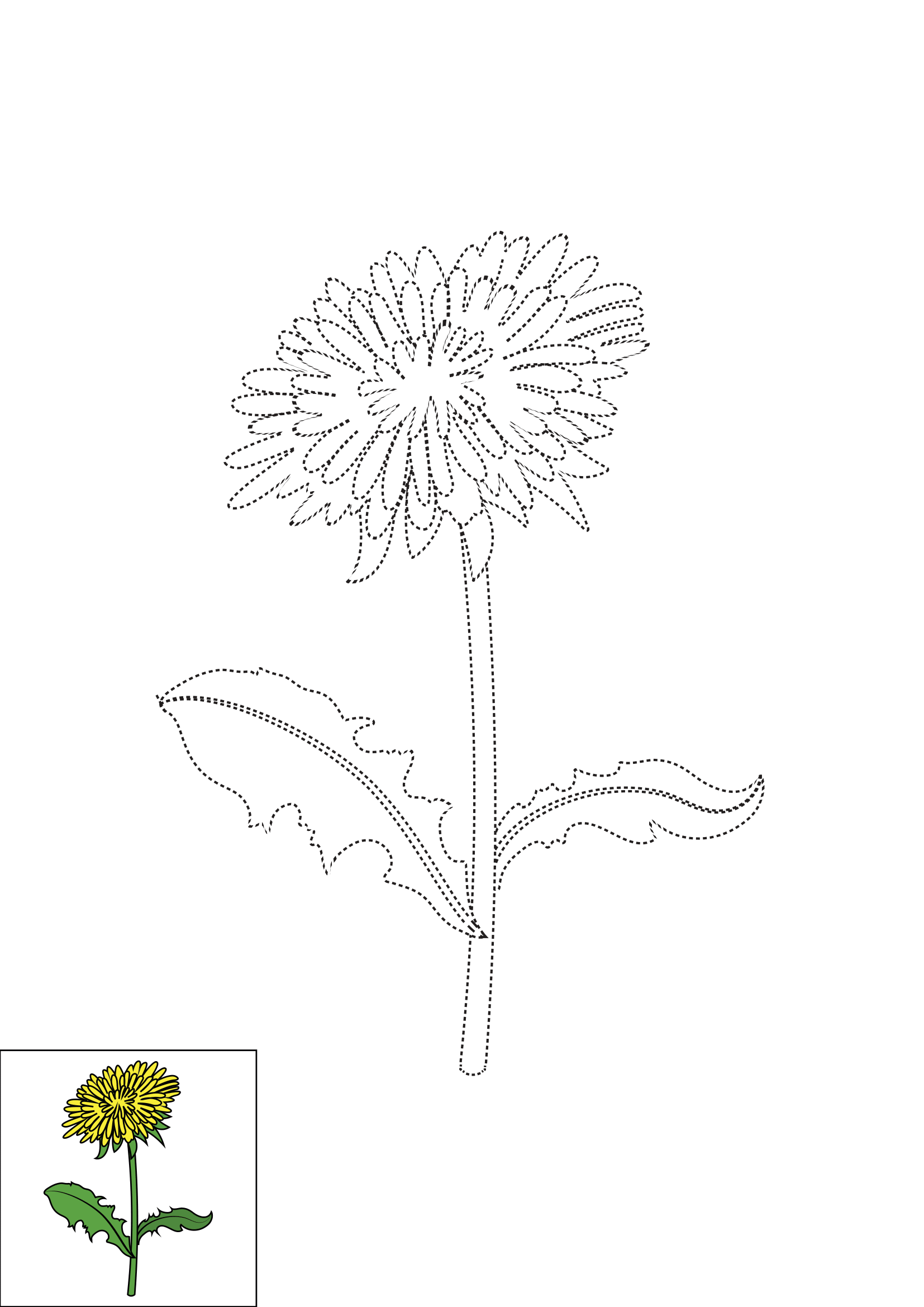 How to Draw A Dandelion Flower Step by Step Printable Dotted