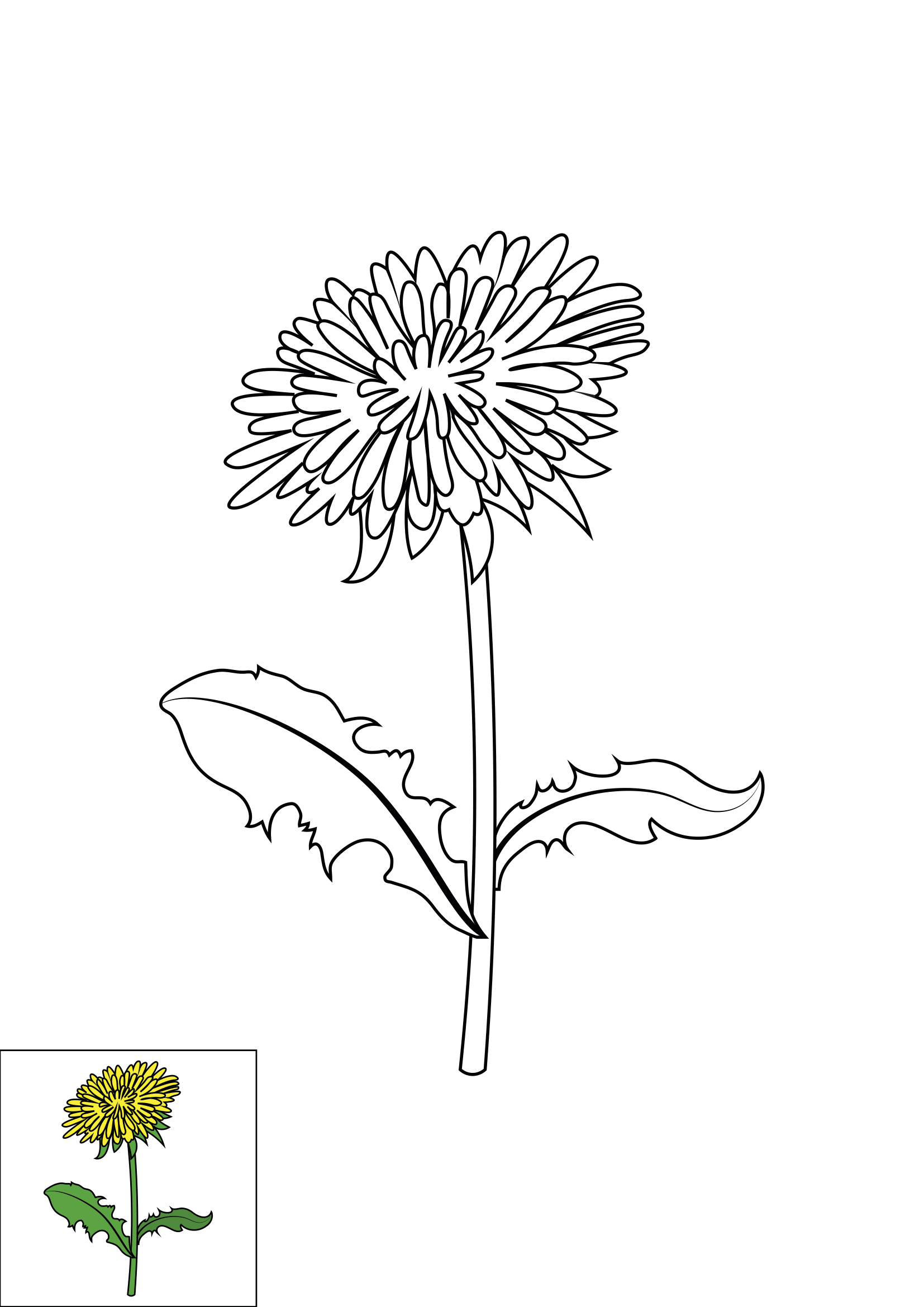 How to Draw A Dandelion Flower Step by Step Printable Color