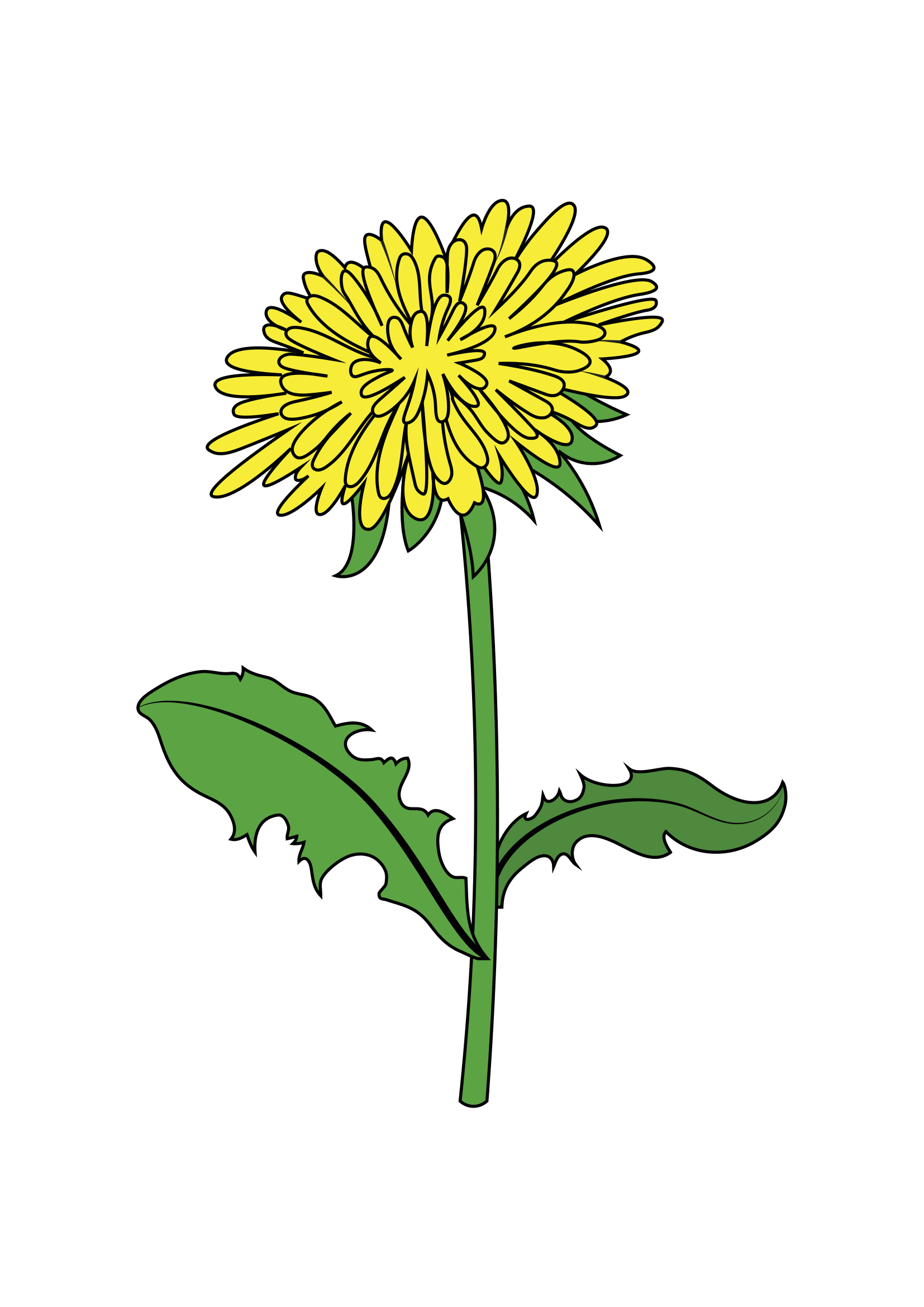 How to Draw A Dandelion Flower Step by Step Printable