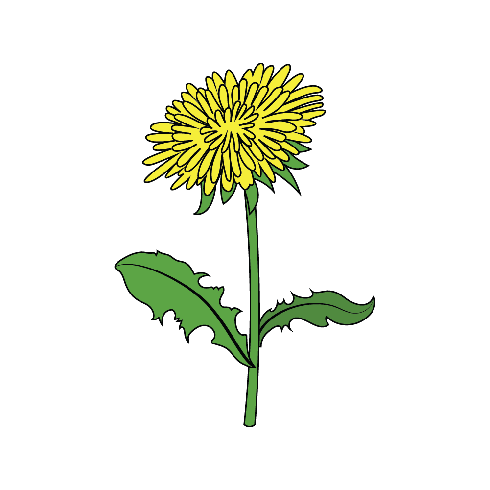 How to Draw A Dandelion Flower Step by Step Thumbnail