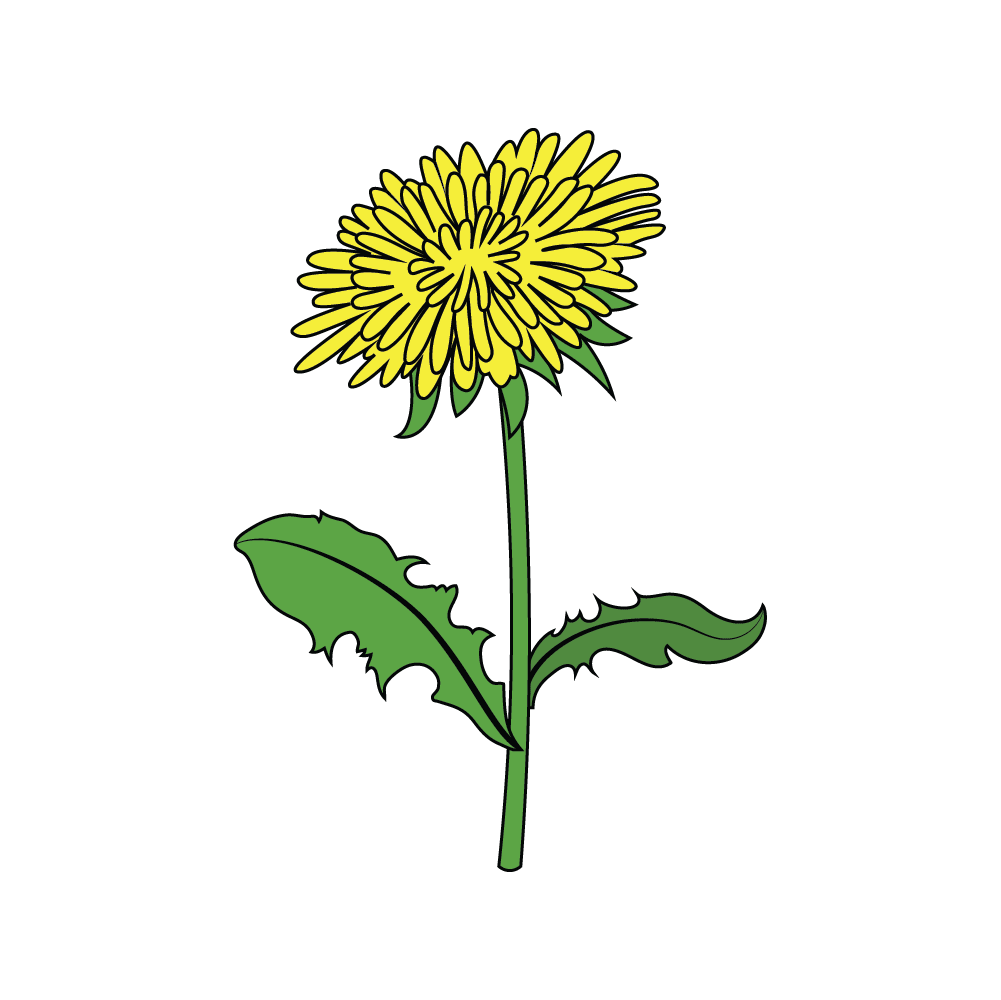 How to Draw A Dandelion Flower Step by Step Step  10