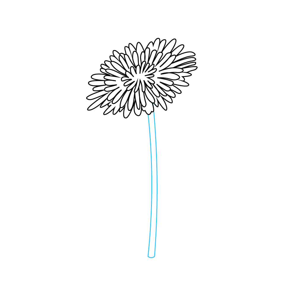 How to Draw A Dandelion Flower Step by Step Step  4