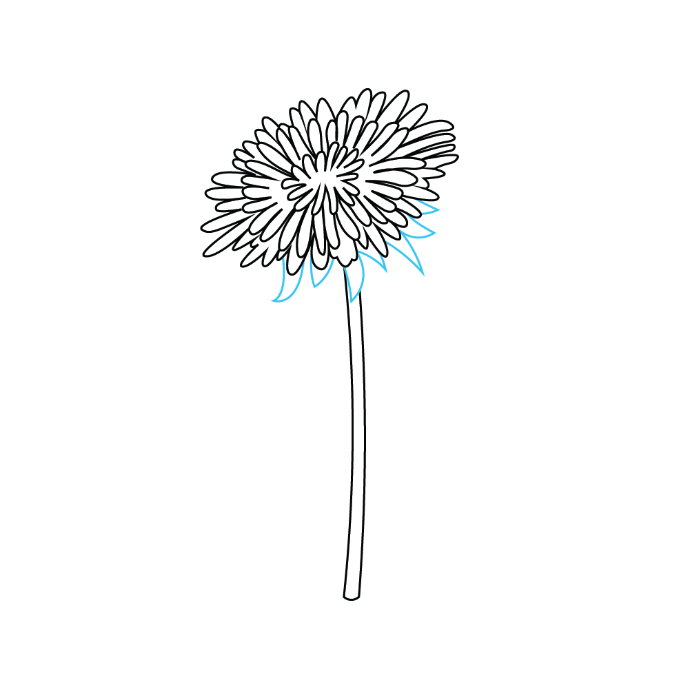 How to Draw A Dandelion Flower Step by Step Step  5