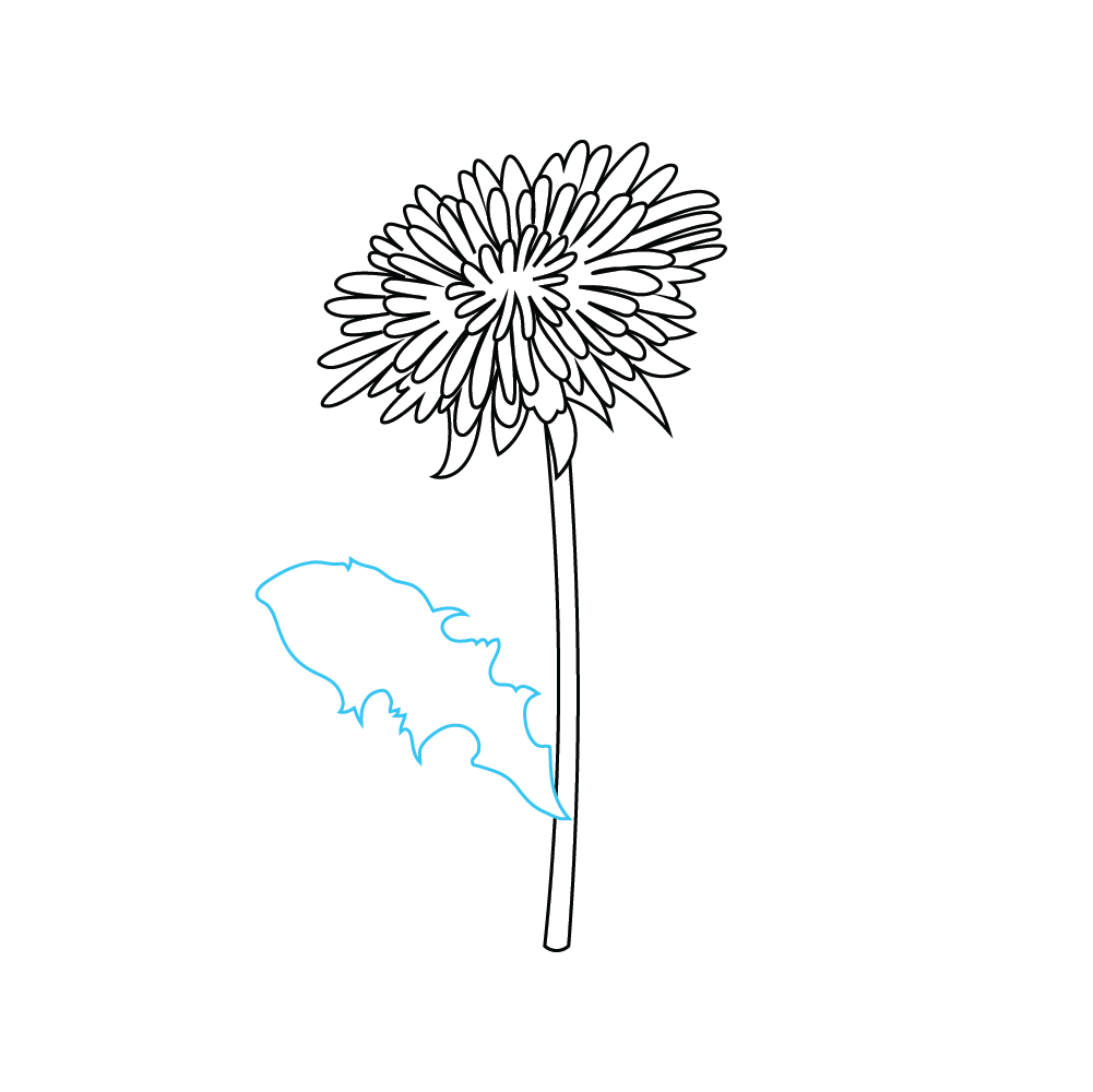 How to Draw A Dandelion Flower Step by Step Step  6